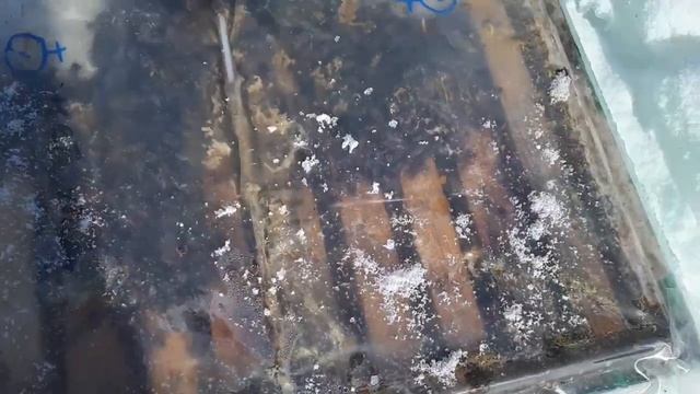 Зимовка прошла успешно!!!Выставляю Мини плюсы с запасными матками!!! смотреть онлайн