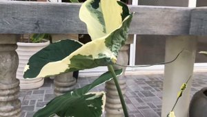 Alocasia Mickey Mouse.