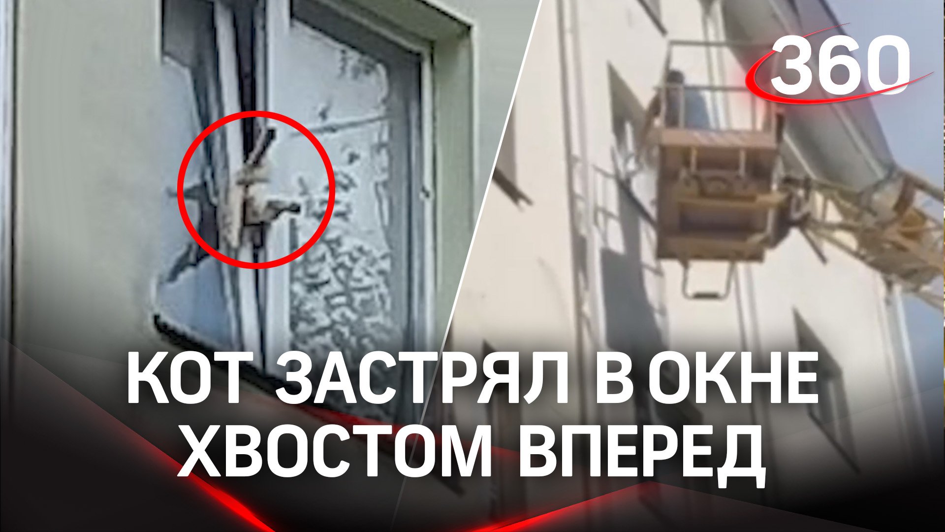 Вылезал в окно хвостом вперед и застрял. Кот час торчал на четвертом этаже в Йошкар-Оле