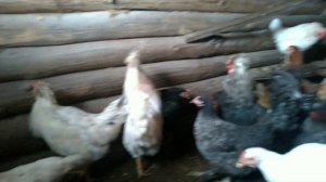 Оставил кур одних на 2 дня!