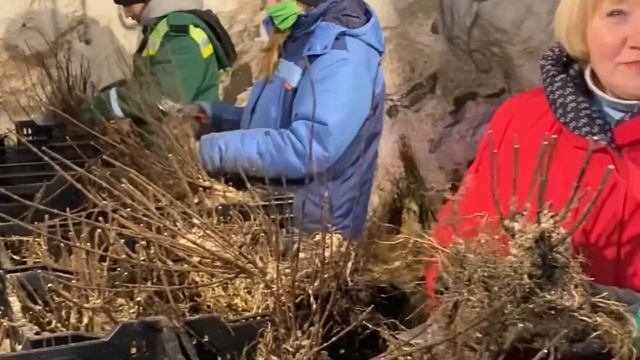 ГДЕ ХРАНЯТСЯ САЖЕНЦЫ ОКС ЗИМОЙ