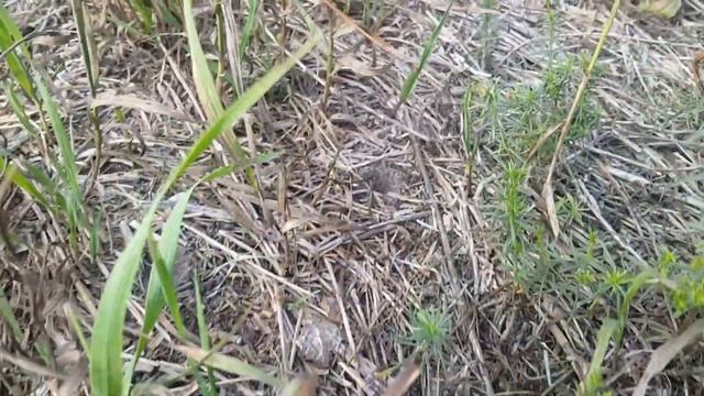 Хотели природу, получите - смоляные озера, нелегальный карьер, конечно муравьи. смотреть онлайн