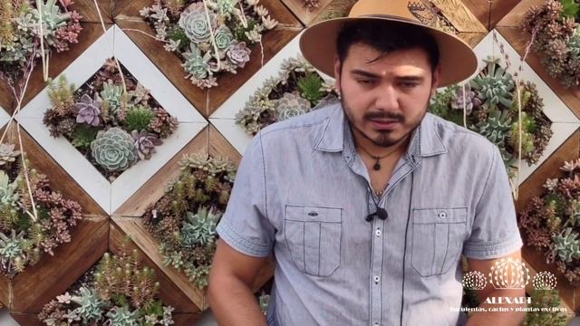 Echeveria runyonii, E. Lilacina y E. pollux. Tres suculentas parecidas pero muy diferentes смотреть онлайн