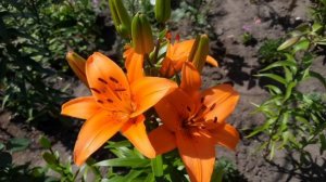 НОВАЯ ВОЛНА ЦВЕТЕНИЯ ЛИЛИЙ. В РАЗГАРЕ АЗИАТСКИЕ ВИДЫ. ПРОГУЛЯЕМСЯ ПО МОЕМУ САДУ.