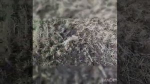 Борона цепная Двуреченского от  завода ТехСпецКомплект. Оренбургская область