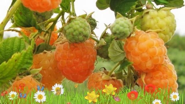 Малина ремонтантная Золотые купола ? Обзор: посадка и уход. крупномеры: описание и особенности смотреть онлайн