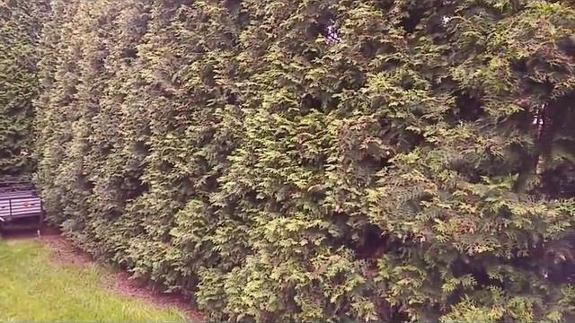 Skracanie starych tui brabant nożycami husqvarna 530iP4 520iHE3 смотреть онлайн