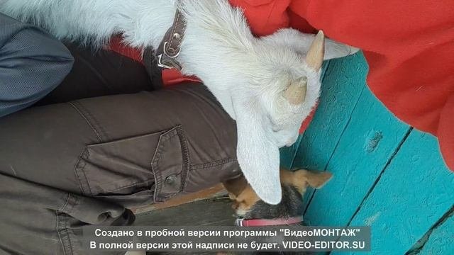 Огородные дела. Общительные козы.