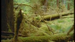 Остров Принца Уэльского. Родина Племени Хайда