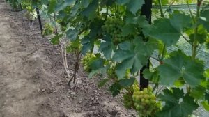 Чем работать от мильдию, оидиума, серой гнили на винограде в момент созревания ягоды?