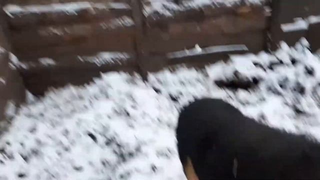 Эко ферма зимой, мангалица вернулась. смотреть онлайн