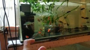 С каких рыбок я начинал свой путь бизнес-аквариумиста (2-часть)