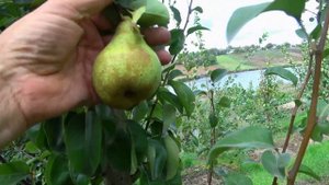 Великолепный сорт груши ДИРЕКТОР АЛЬФАН / Необходимо иметь в каждом домашнем саду