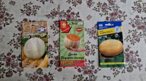 СЕМЕНА ДЫНИ / КАКИЕ КУПИТЬ СЕМЕНА ДЫНИ?