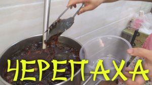 Шокирующая китайская еда: черепаха