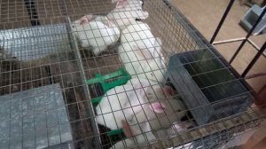 почему Белый Панон.