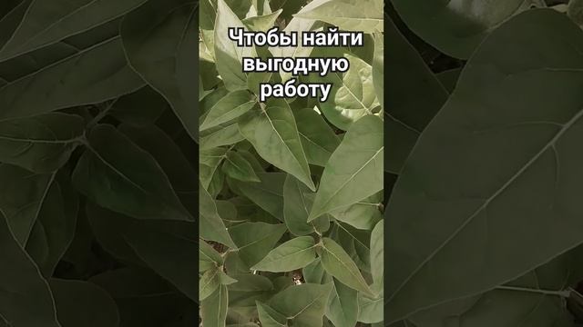 древний заговор чтобы найти выгодную работу