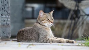 Tamron SP 150-600mm f/5-6.3 Di VC USD G2 + Canon EOS 6D