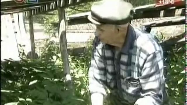 2012 г. Выращивание женьшеня