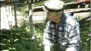 2012 г. Выращивание женьшеня