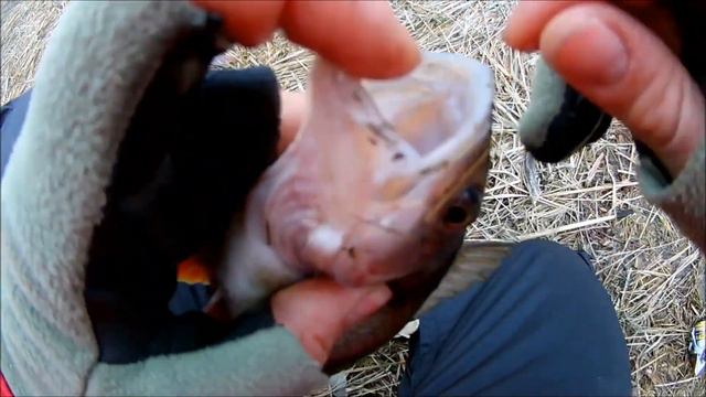 Маяки окунь на спиннинг 09.02.2019 смотреть онлайн