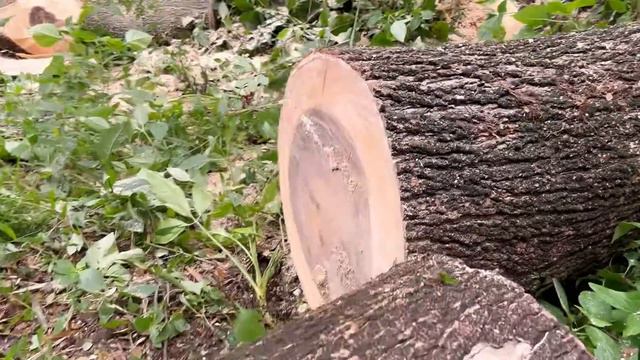 The best chainsaw from Stihl... Conquering 3 difficult trees easily‼️ смотреть онлайн