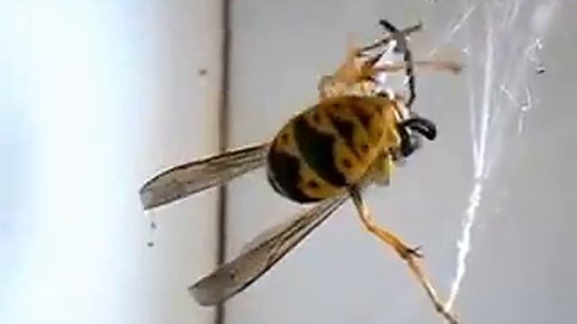 Паук vs Оса смотреть онлайн