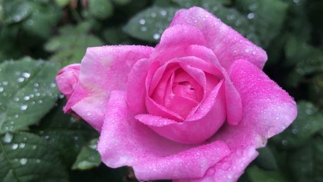 Кал вылетит сразу! Газообразований нет,ушли запоры,чистый кишечник смотреть онлайн