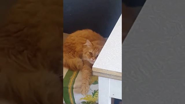 Реакция кота на вискас.Кот.Рыжий кот.Персик.Волосатый смотреть онлайн