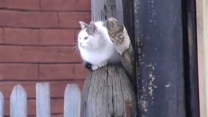 Конеферма Волкова -1