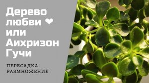 АИХРИЗОН ГУЧИ или ДЕРЕВО ЛЮБВИ♥️. Пересадка и размножение.