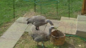 Bird Park, May 2016 / Парк птиц "Воробьи", Калужская область