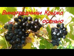 Крымский виноград: Судак, Коктебель, Щебетовка. Виноградники октября 2018