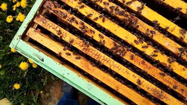 Пасека.Пчёлы не хотят роиться -?Осмотр после похолоданий.Пасека без роёв.?