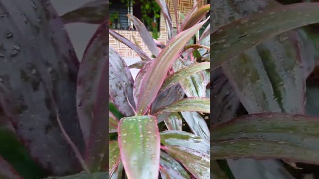 Dracaena plants Collection#Short"s in my garden🌹🌹