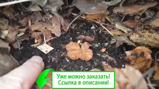 Морошка вырастить