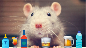 ПЬЮЩАЯ КРЫСА