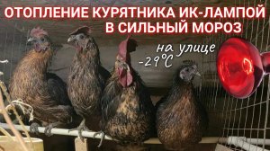 Отопление курятника ИНФРАКРАСНОЙ ЛАМПОЙ в сильные морозы