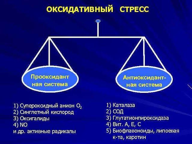 LR нюансы действия антиоксидантов в организме