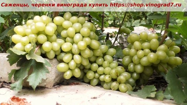 24 июля 2023 год- ультраранний виноград с мускатными крупными ягодами и гроздями- Миланка, готов.