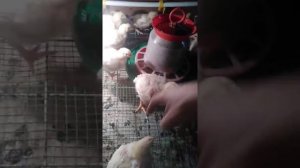 Вес цыпленка бройлера в 2 недели