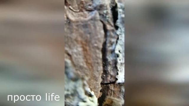 кора и травка,мох ,мох на дереве,макросъёмка. смотреть онлайн