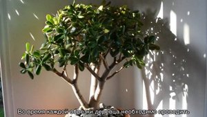 Как формировать денежное дерево в домашних условиях