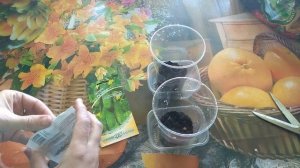 Идеальный способ посева для огурцов! Фитильный полив часть 2-результат.