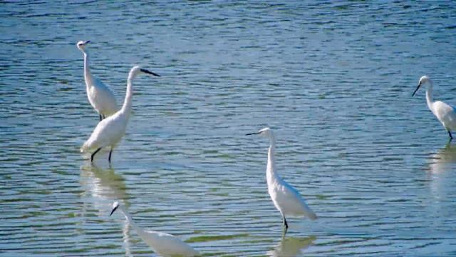 Перелетные птицы на отдыхе - стая цапель на отмелях Кубани смотреть онлайн