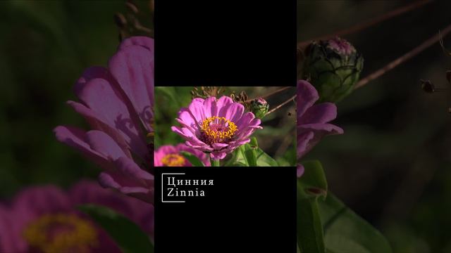 Цинния Zinnia