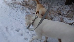 Бультерьер Дэнни и Дворняга Кусь 🤪 #дэнни #бультерьер #собака