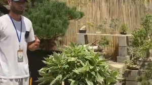 Гортензии Триколор (Hydrangea Tricolor