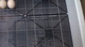 ИНКУБАЦИЯ КУРИНЫХ ЯИЦ. Часть 1. Закладываем яйца в инкубатор Несушка