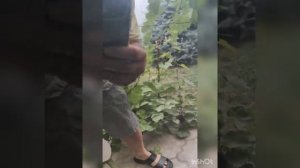 удаление не глубоких царапин средством Браво